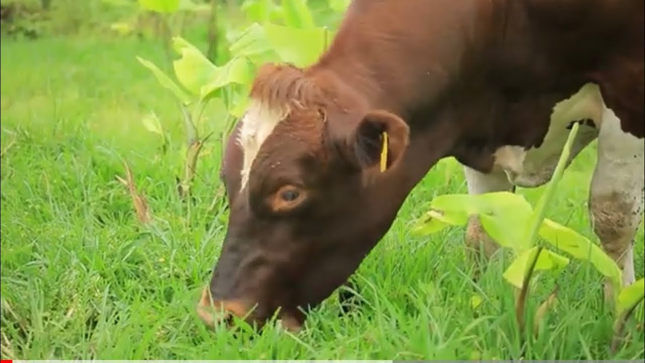 Igishengo mu Makombe ya Gashefu 🐄🐂🐄