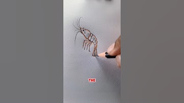 You’ve Never Seen a Shrimp Drawn Like This! #drawing #foryou #art #tutorial #satisfying #howtodraw