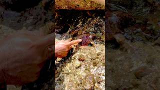 combing the river to find the most valuable stones  #stone #treasure #gold #quartz