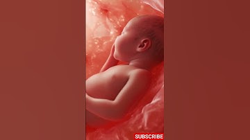 We Can Now Visualize Babies In The Womb