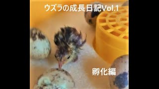 ウズラの成長日記Vol.1(孵化編)amazonで買ったうずらを孵化させてみた