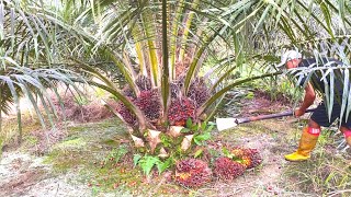 PANEN SAWIT BUAH BANYAK SKIL PEMANEN INDONESIA