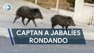 Captan a jabalíes caminando por calles de la colonia Vista Hermosa
