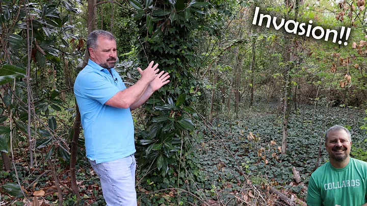 Dealing with Invasive Plants - Ivy, Privet, Mulber...