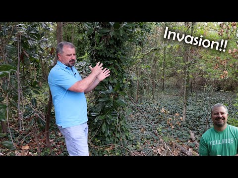 Dealing with Invasive Plants - Ivy, Privet, Mulberry, Nandina, Rose of Sharon, Vinca, Bamboo