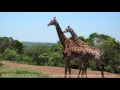 Royalty Free Music African Adventures Driving Powerful African Tribal Percussion 