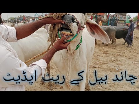 Saindad Rind Tando Saindad Mandi - YouTube