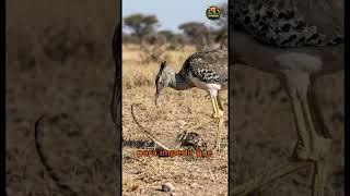 Tan calmado… hasta que caza serpientes  #viral #reels #aves #birds