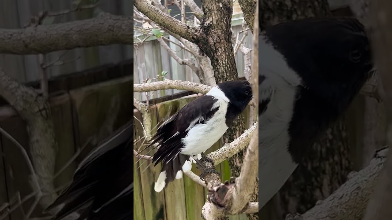 beautiful song by butcher bird