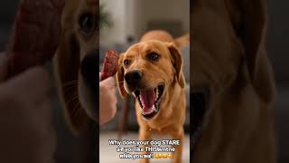 Dogs Shake Their Head When You Talk? 🤔 #dogtalk