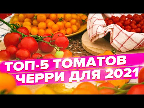 ТОП-5 СИБИРСКИХ ТОМАТОВ ЧЕРРИ ДЛЯ 2021