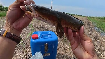 HÀNH TRÌNH CHỐNG MÓM TẬP 80 câu cá lóc theo bìa rừng u minh thượng , cá ăn liên tục