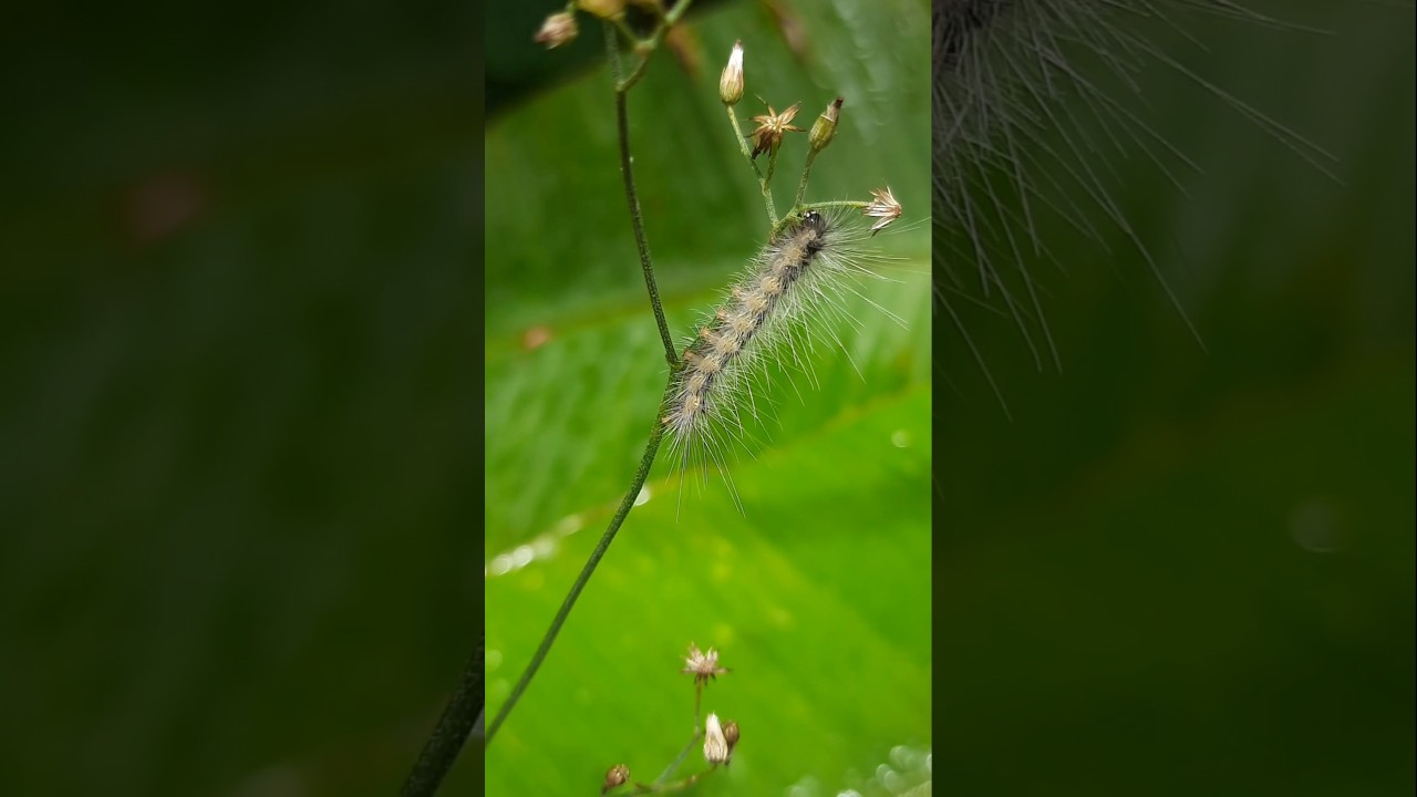 Fall webworm moth larva... 