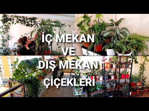 Video: Tohumdan Büyüyen Cape Marigold - Cape Marigold Tohum Çimlenmesi Hakkında Bilgi Edinin