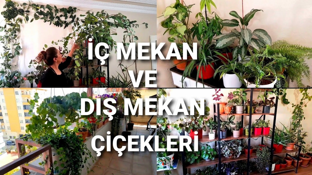 КОМНАТНЫЕ ⚘   И УТРАННЫЕ ЦВЕТЫ ⚘   ЗАНЯЛИ НОВЫЕ МЕСТА. #уличные цветы#комнатные цветы