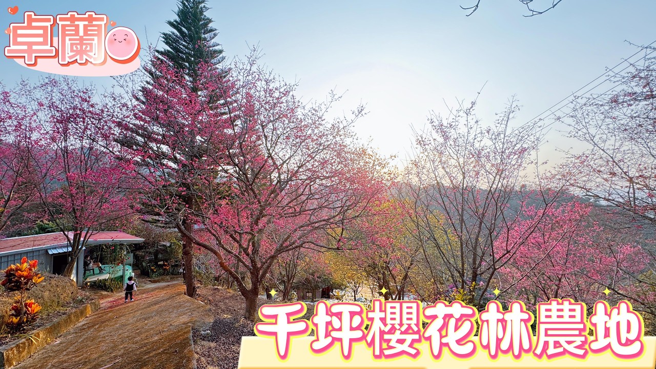 🌸 卓蘭坪林櫻花林 ｜ 退休養生與觀光農園的首選 🌸苗栗卓蘭｜ 1350萬｜農地｜階梯式平台｜露營區｜櫻花林｜DIY體驗區｜網美打卡景點｜余佳蓁｜0912362730｜
