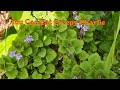 Do You Know That Creeping Charlie Or Ground Ivy Is Edible?