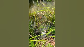 đặc lờ dính rắn ri #shorts @Luu_dai_phu