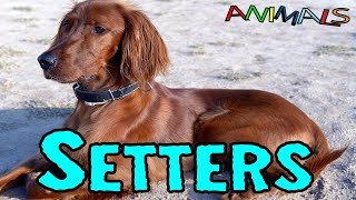 Animals video |  Setter dog   | facts about animals | general knowledge video