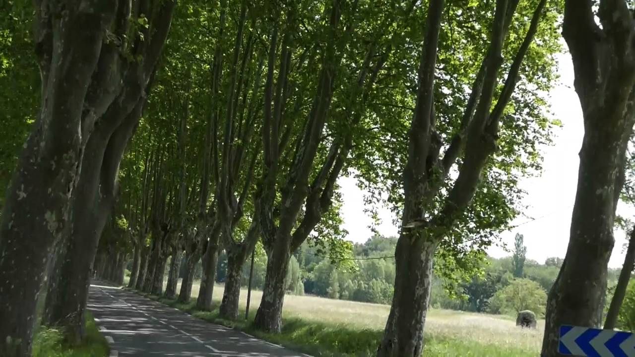 Cereste Alley of Trees