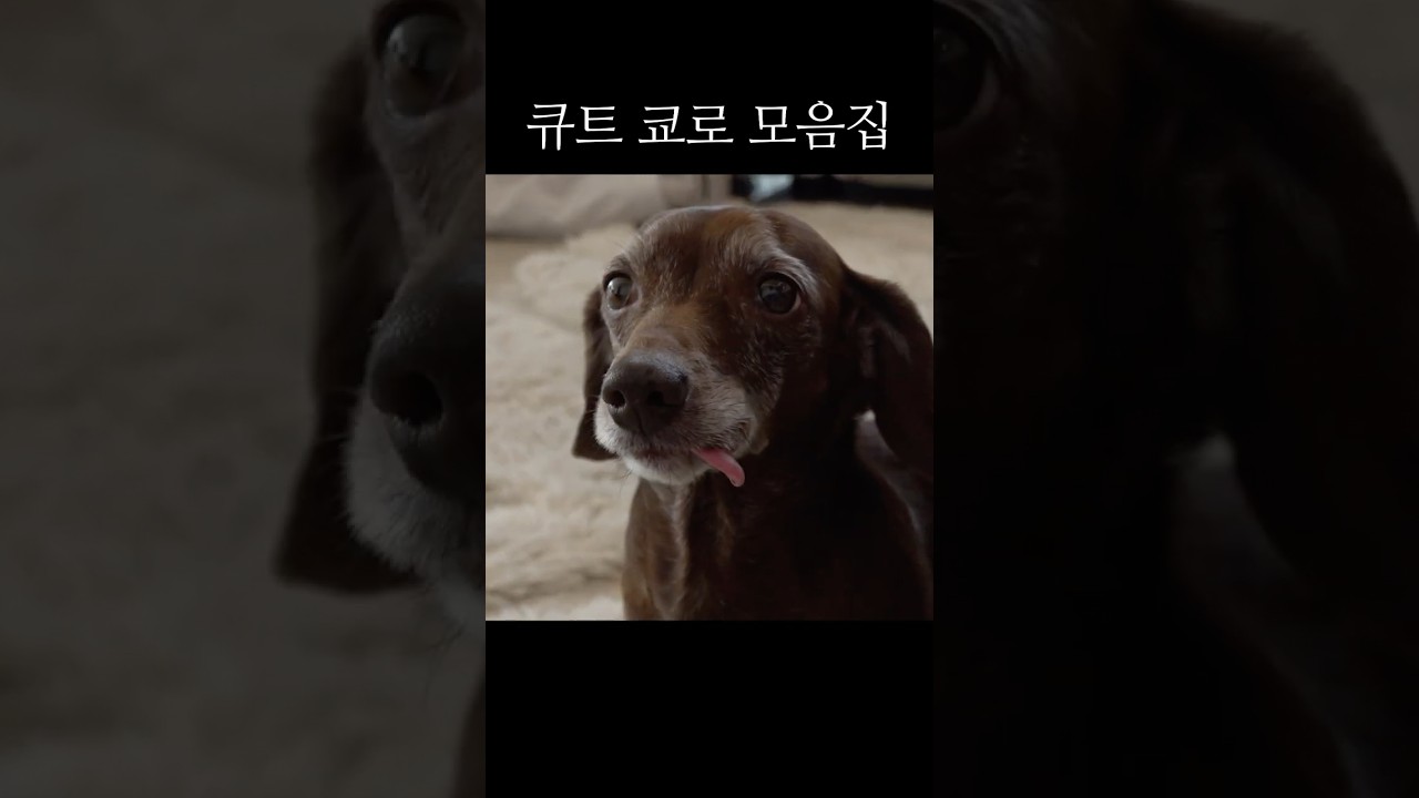 서열 3위 쿄로 헌정 영상