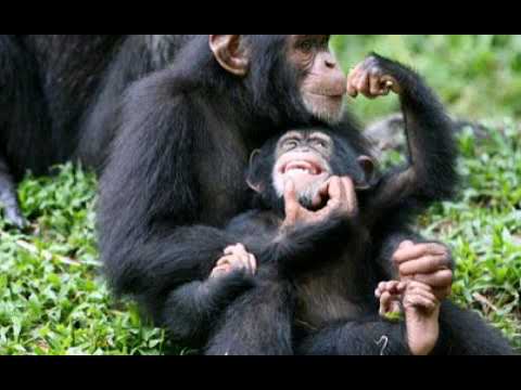 صوت الشمبانزي ضحك Le Son Des Chimpanzés The Sound Of Chimpanzees 