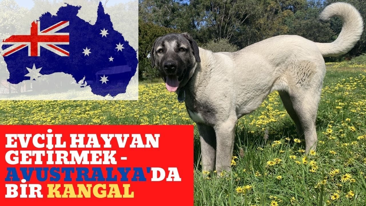 Kangal Kopegi Avustralya Ya Evcil Hayvan Getirmek Avustralya Youtube