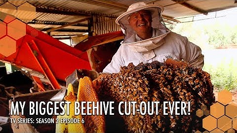 How to Cut-Out a Massive Wild Bee Hive | The Bush Bee Man TV Series: Season 2 Episode 6