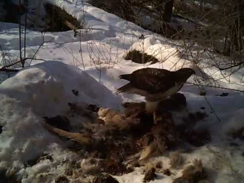 trail camera Red-tailed Hawk at Deer Carcass
