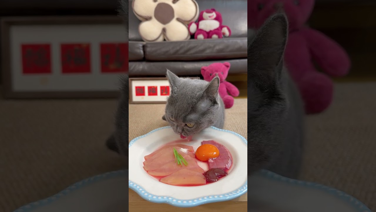 Cat eating show｜Luxury meat feast 