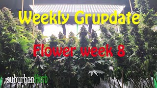 White Widow Cannabis Grow. What to do week 8 flower. suBurBan heRb's weekly grow update.