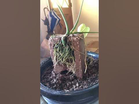 Monstera Deliciosa after repotting 