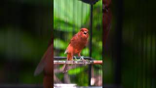 Canary Singing Training Canary Bird | Kenari Gacor Panjang screenshot 5