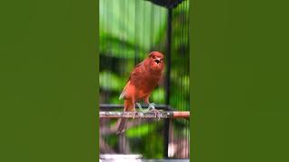 Canary Singing Training Canary Bird | Kenari Gacor Panjang