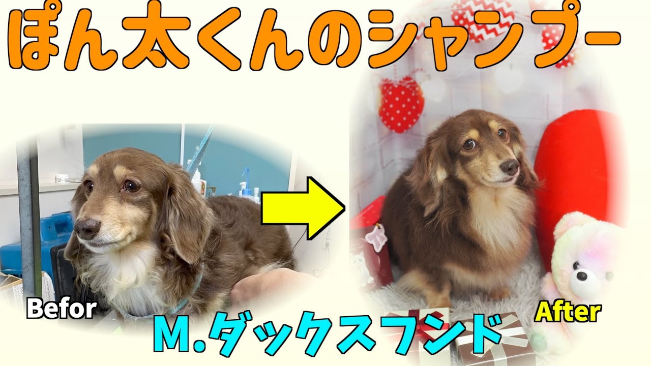 ぽん太くんのシャンプーvol.27