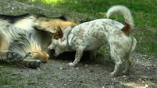 Muisje Ons Nieuwste Lid Van Onze Roedel Movie