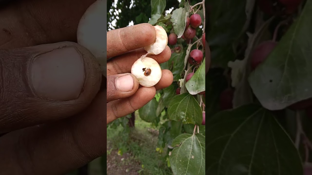 11 فروری، 2026