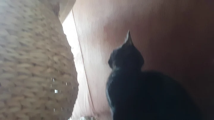 Video 6811141: maine coon kitten meets, bombay kittens