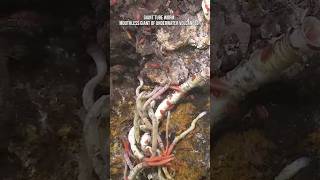 Giant Tube Worm: Mouthless Giant of Underwater Volcanoe! #sea #animals #nature #earth #facts #water