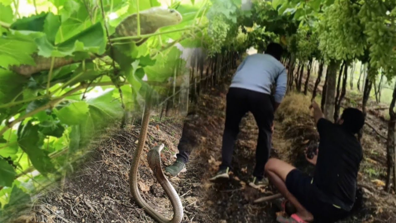 द्राक्ष बागेत आला नाग 🐍🤷   