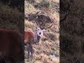 Bramito in slowmotion | iphone 17 pro max