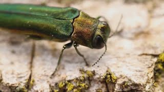 How to treat trees for emerald ash borer