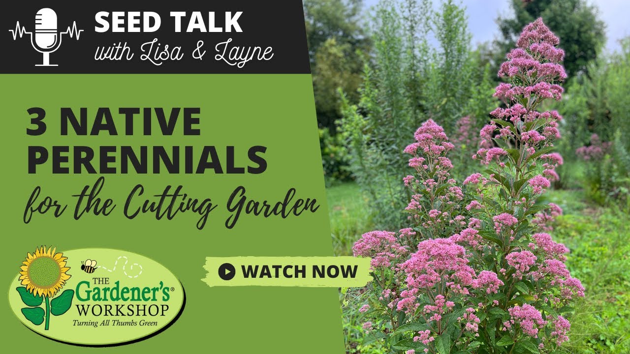 Seed Talk #99 - 3 Native Perennials for the Cutting Garden
