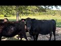Moving cattle the right way.