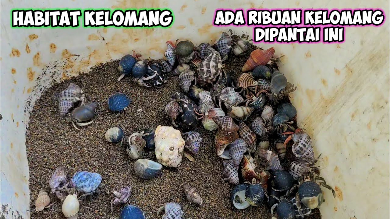 PANTAI INI HABITAT KELOMANG ADA RIBUAN DISINI