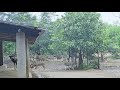 Deer park🦌|| Ballavpur Wildlife Sanctuary || Santiniketan || Siksha Bhavana || Visva Bharati
