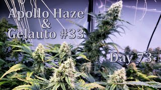 Gelauto #33 & Apollo Haze - Day 73