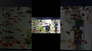 Molli Fish Tank#shorts #fish #mollifishtank#aquarium #viral