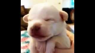 Funny Vines 2015 - When you wake up to read a SMS and then go back to sleep