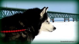 Siberian Husky Carried Down 94 Steps? Upper Peninsula Adventure!